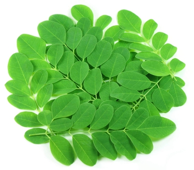 moringa oil company, moringa oil wholesale, moringa oil bulk supplier, moringa oil manufacturer, moringa oil producer, moringa oil bulk seller, moringa oil supplier, moringa leaf powder, organic moringa leaf powder, moringa leaf company, moringa leaf manufacturer, moringa leaf seller, moringa leaf supplier, moringa leaf producer, moringa leaf indonesia, moringa oil indonesia, moringa oleifera, Moringa, Moringa Oil, Organic Moringa Oil, Moringa Essential Oil, Moringa Oil Wholesale, Pure Moringa Oil, Cold Pressed Moringa Oil, Moringa Oil Bulk,Moringa Oleifera Oil, Moringa Powder, Moringa Tea, Moringa Leaf Powder, Moringa Leaves Powder, Moringa Powder Organic, Moringa Tea Bags, Moringa Leaf Extract, Moringa Powder Bulk, Moringa Powder Wholesale moringa oil company, moringa oil wholesale, moringa oil bulk supplier, moringa oil manufacturer, moringa oil producer, moringa oil bulk seller, moringa oil supplier, moringa leaf powder, organic moringa leaf powder, moringa leaf company, moringa leaf manufacturer, moringa leaf seller, moringa leaf supplier, moringa leaf producer, moringa leaf indonesia, moringa oil indonesia, moringa oleifera, Moringa, Moringa Oil, Organic Moringa Oil, Moringa Essential Oil, Moringa Oil Wholesale, Pure Moringa Oil, Cold Pressed Moringa Oil, Moringa Oil Bulk,Moringa Oleifera Oil, Moringa Powder, Moringa Tea, Moringa Leaf Powder, Moringa Leaves Powder, Moringa Powder Organic, Moringa Tea Bags, Moringa Leaf Extract, Moringa Powder Bulk, Moringa Powder Wholesale