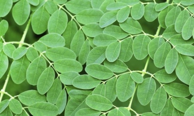 moringa oil company, moringa oil wholesale, moringa oil bulk supplier, moringa oil manufacturer, moringa oil producer, moringa oil bulk seller, moringa oil supplier, moringa leaf powder, organic moringa leaf powder, moringa leaf company, moringa leaf manufacturer, moringa leaf seller, moringa leaf supplier, moringa leaf producer, moringa leaf indonesia, moringa oil indonesia, moringa oleifera, Moringa, Moringa Oil, Organic Moringa Oil, Moringa Essential Oil, Moringa Oil Wholesale, Pure Moringa Oil, Cold Pressed Moringa Oil, Moringa Oil Bulk,Moringa Oleifera Oil, Moringa Powder, Moringa Tea, Moringa Leaf Powder, Moringa Leaves Powder, Moringa Powder Organic, Moringa Tea Bags, Moringa Leaf Extract, Moringa Powder Bulk, Moringa Powder Wholesale moringa oil company, moringa oil wholesale, moringa oil bulk supplier, moringa oil manufacturer, moringa oil producer, moringa oil bulk seller, moringa oil supplier, moringa leaf powder, organic moringa leaf powder, moringa leaf company, moringa leaf manufacturer, moringa leaf seller, moringa leaf supplier, moringa leaf producer, moringa leaf indonesia, moringa oil indonesia, moringa oleifera, Moringa, Moringa Oil, Organic Moringa Oil, Moringa Essential Oil, Moringa Oil Wholesale, Pure Moringa Oil, Cold Pressed Moringa Oil, Moringa Oil Bulk,Moringa Oleifera Oil, Moringa Powder, Moringa Tea, Moringa Leaf Powder, Moringa Leaves Powder, Moringa Powder Organic, Moringa Tea Bags, Moringa Leaf Extract, Moringa Powder Bulk, Moringa Powder Wholesale