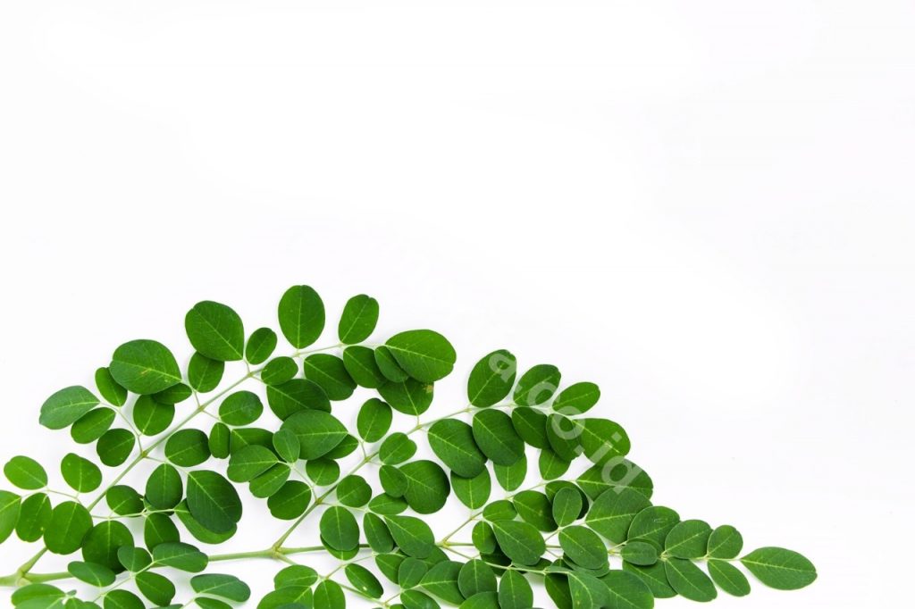 Get To Know Organic Moringa Leaf Powder, A High Nutritious Product From Indonesia