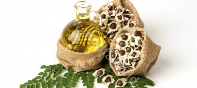 This Is The Best Way To Produce Pure Moringa Oil