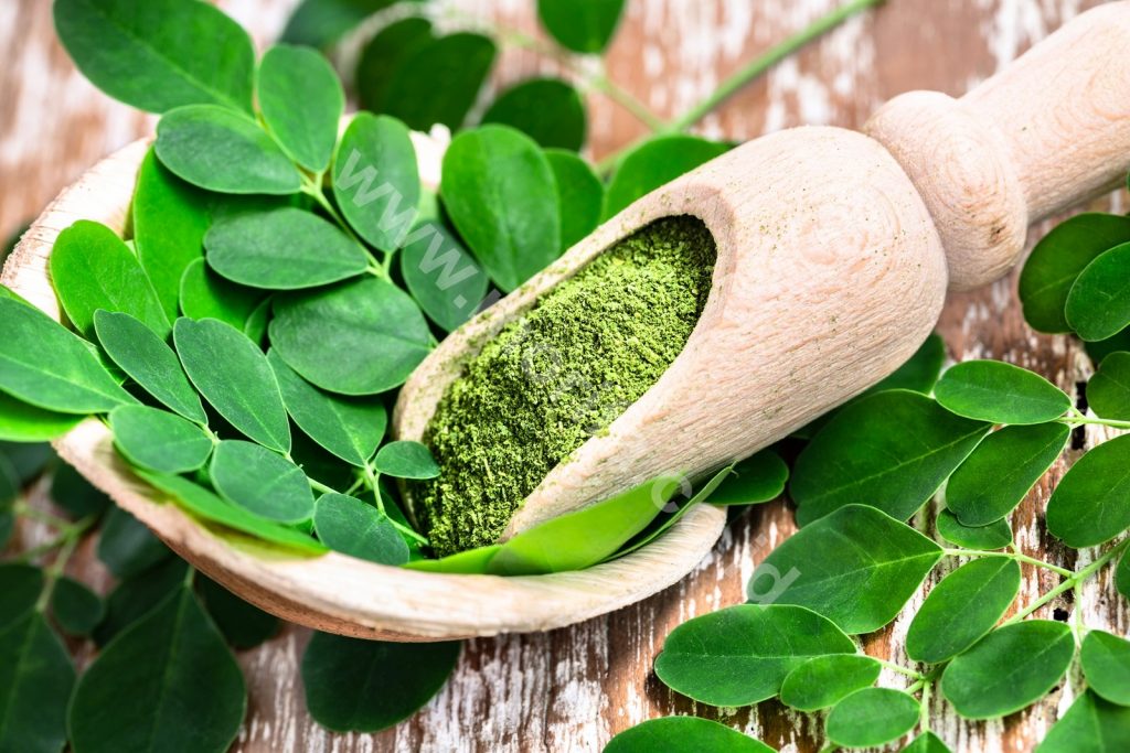 Morifa Moringa Powder Bulk Seller : Benefits & Fun Way To Consume 