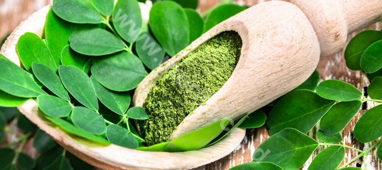 Morifa Moringa Powder Bulk Seller : Benefits & Fun Way To Consume