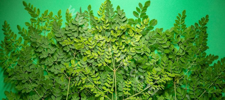 The Story Of The Use Of Moringa Oleifera Oil From Time To Time
