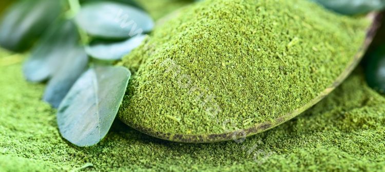 Business Opportunity : Moringa Powder Bulk