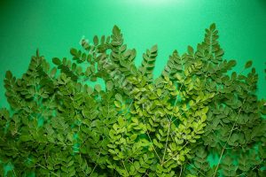 Names Of Moringa Oleifera Worldwide