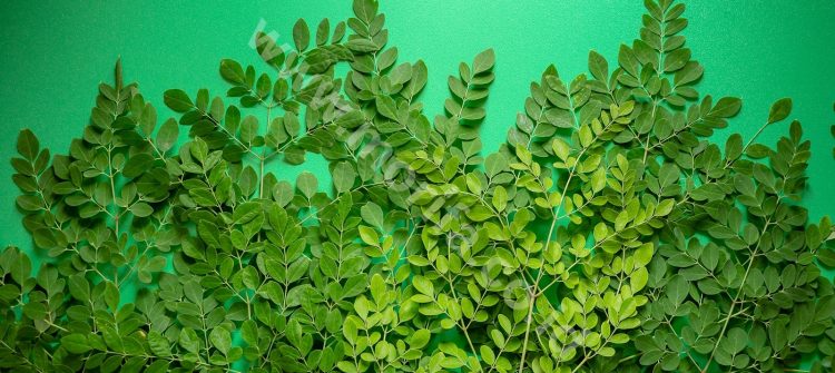 Names Of Moringa Oleifera Worldwide