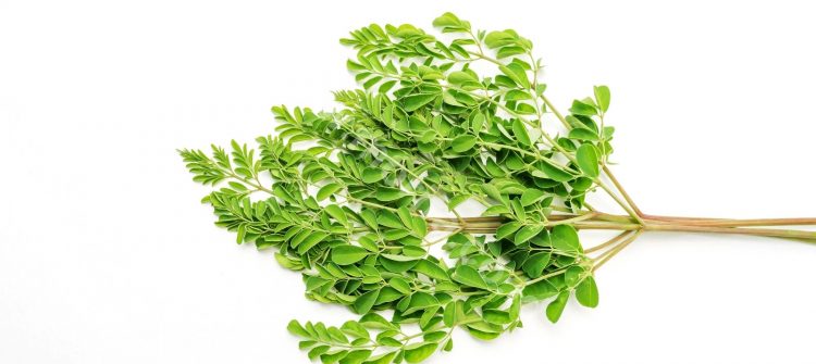 The Story Of The Use Of Moringa Oleifera Oil From Time To Time