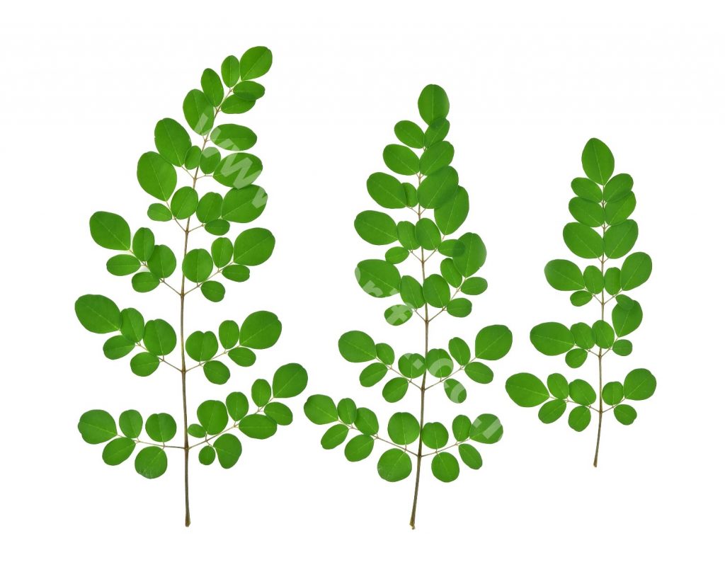 Moringa Tea: Exploring The Benefit Of Bioactive Compounds