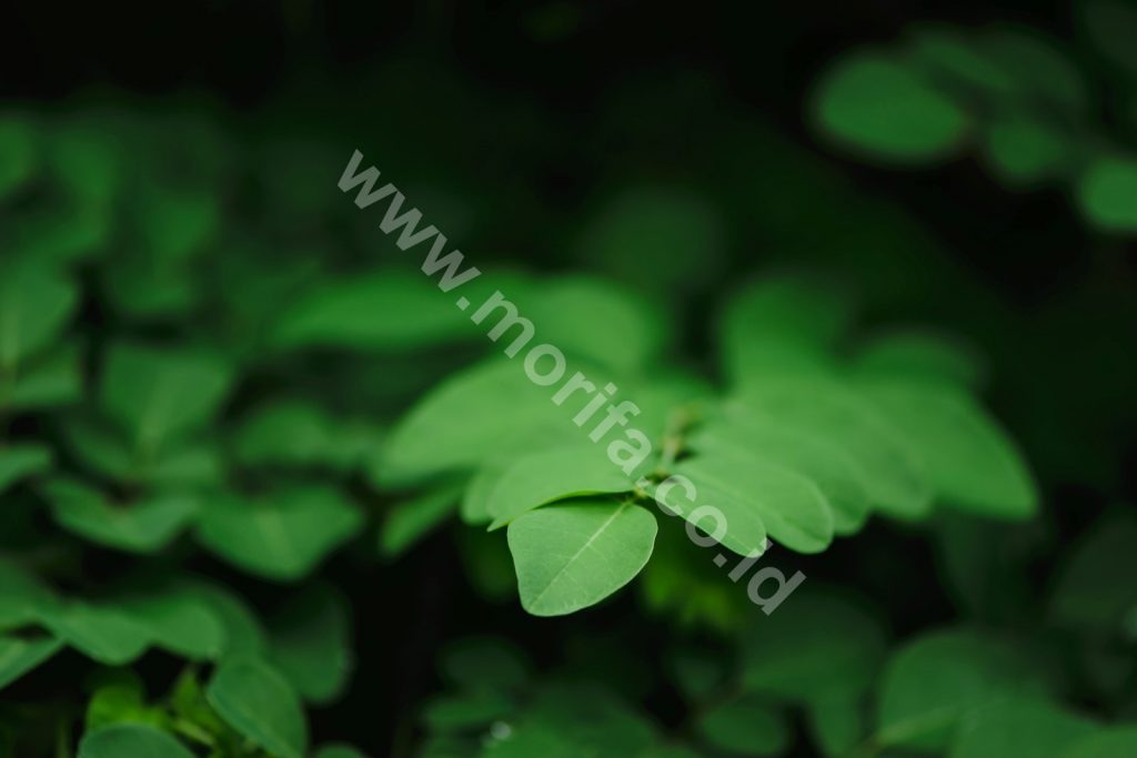 Myths And Facts About Moringa Powder