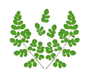 Decomposing Variety Of Good Content Cold Pressed Moringa Oil