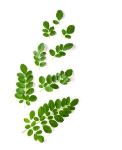 Moringa Oil For American Face Skin