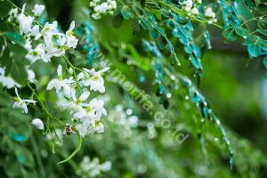 Location, Drying Process, And Ways To Consume Moringa Oleifera