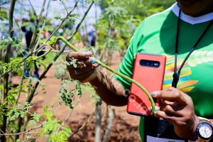 The Origin of Moringa Leaves are Rarely People Know