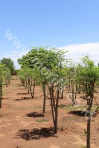 Location, Drying Process, And Ways To Consume Moringa Oleifera