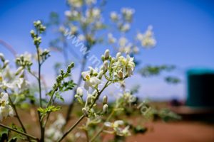 Cold Pressed Moringa Oil : What is it?