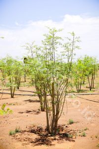 Unique Organic Moringa Oil From Indonesia