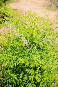 Prevent Covid-19 Virus from Moringa Leaves Powder