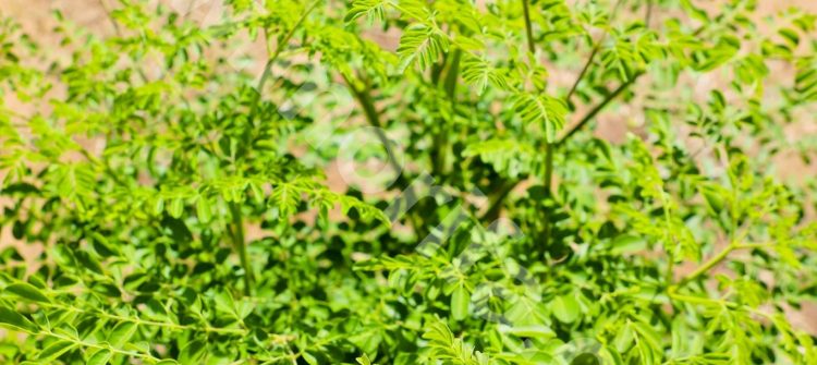 Prevent Covid-19 Virus from Moringa Leaves Powder