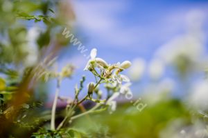 Advantages and Benefits of Moringa Leaf Powder You May Not Know