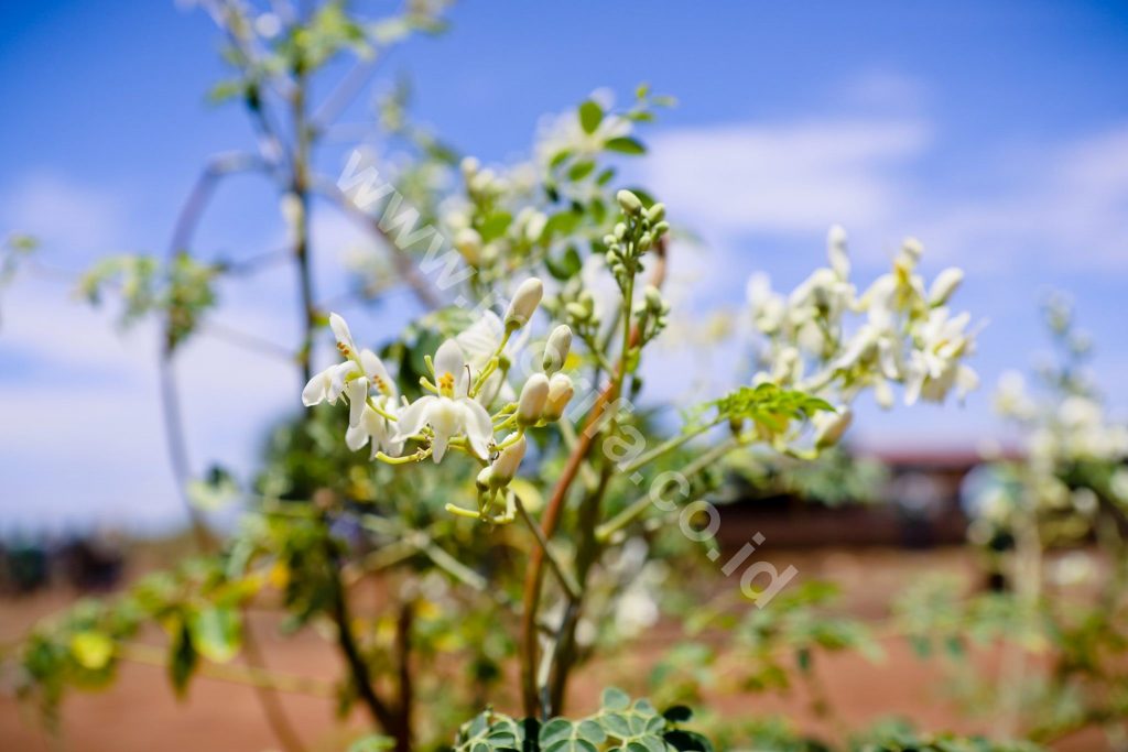 The Global Moringa Product Market