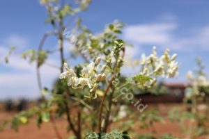 This Is The Beautiful Way To Use Moringa Oleifera Oil