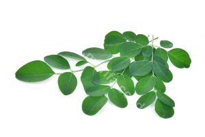 Prevent Covid-19 Virus from Moringa Leaves Powder