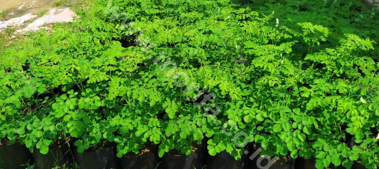 A Variety Of Business Ideas From Moringa Oleifera Oil