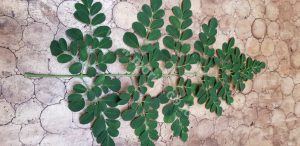 Which Moringa Oil Wholesale Producer In Indonesia Do You Recognize