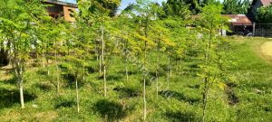 Organic Moringa Oil Wholesale Worldwide