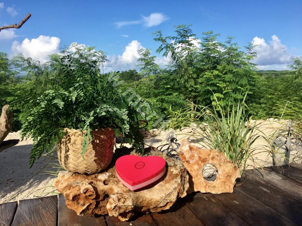 Highly Concentrated Moringa Oil Wholesale