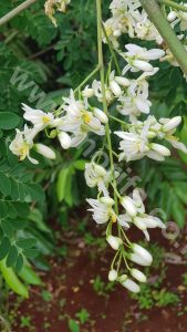 The Rising Of Moringa Market Demand