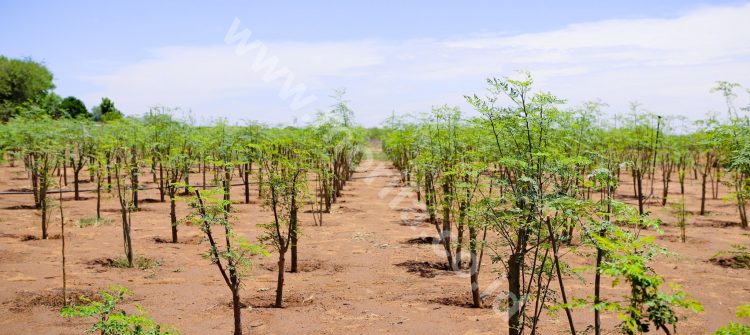 Moringa Oil Wholesale For The Future Cafe Business