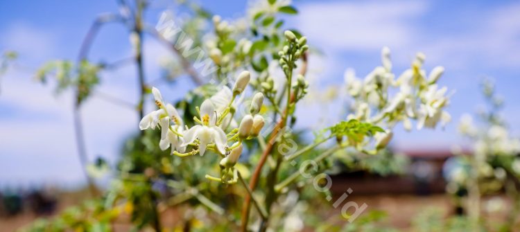 Why Is Moringa Oil From Indonesia Called Unique And Valuable?