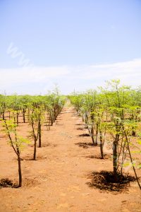 Moringa Oleifera’s Business Strategy Saving Profit Multiplied