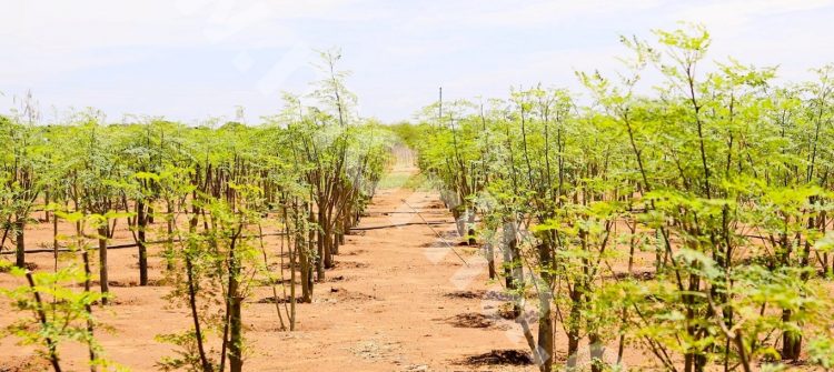 Moringa Oleifera’s Business Strategy Saving Profit Multiplied