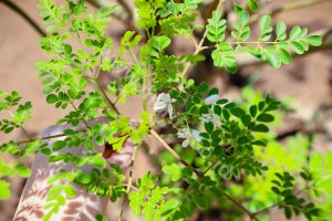 Why Is Moringa Oil From Indonesia Called Unique And Valuable?