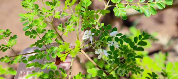 Why Is Moringa Oil From Indonesia Called Unique And Valuable?