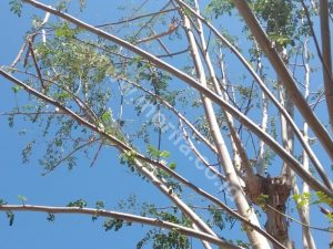 Why Is Moringa Oil From Indonesia Called Unique And Valuable?