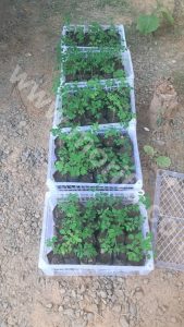 This Is The Best Time To Start A Moringa Oleifera Oil Business