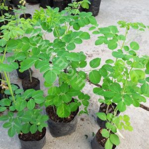 Can Moringa Leaf Extract Cure Cancer?