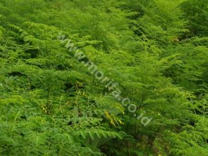 moringa powder wholesale