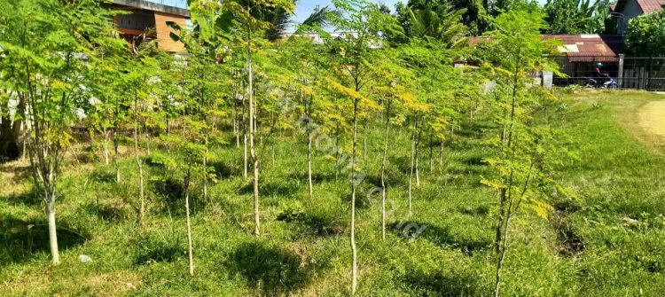 Moringa Tea Bags & Moringa Leaf Coffee. Did You Know?