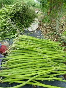 Abundance Benefits Of Health In Moringa Leaf Powder