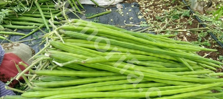 Abundance Benefits Of Health In Moringa Leaf Powder