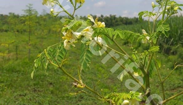 Your Favorite Edible Moringa Oil