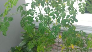 Moringa Leaves Powder For Breastfeeding Mother