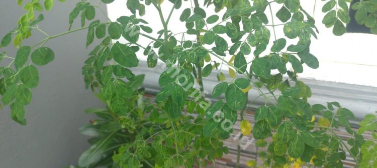 Moringa Leaves Powder For Breastfeeding Mother