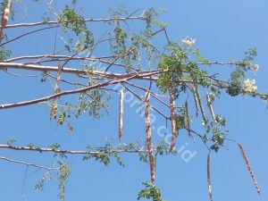 How Moringa Leaves Powder Influence The Condition Of Pregnant Woman?