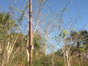 Did You Know Pure Moringa Oil?