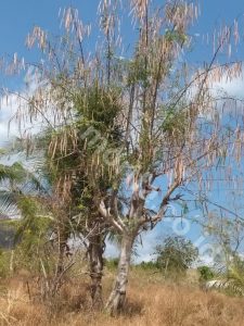 The Main Cause Of Cold Pressed Moringa Oil Business Failure